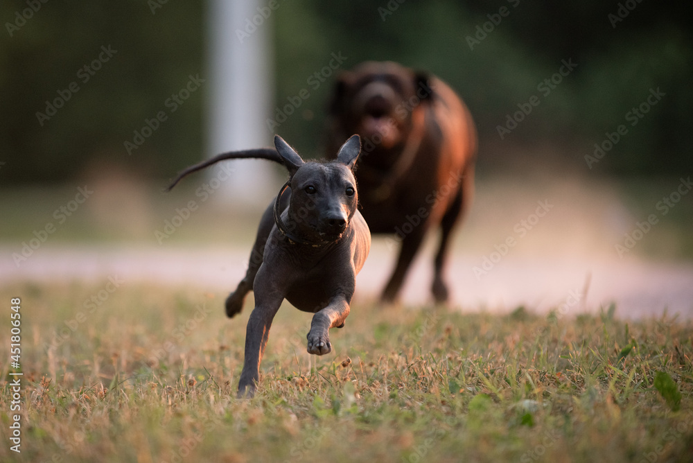 Dog with no fur named Xoloitzcuintle on sunrise in a park Dog with no fur named Xoloitzcuintle on sunrise in a park