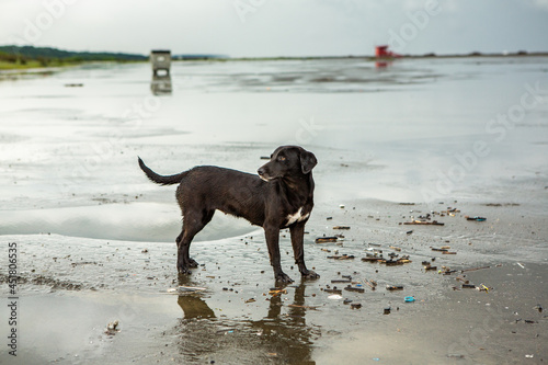 Happy abandoned dog running on the beach after the rain. 