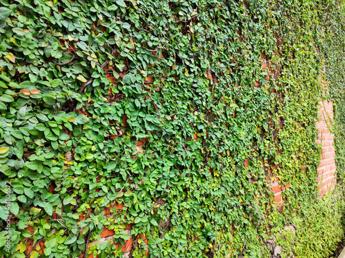 Green ivy plant growing on a brick wall of the house.