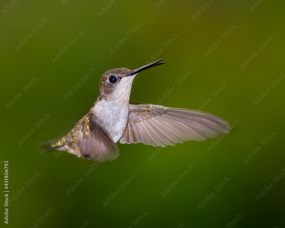 Obraz premium FEMALE RUBY THROATED HUMMINGBIRD IN FLIGHT