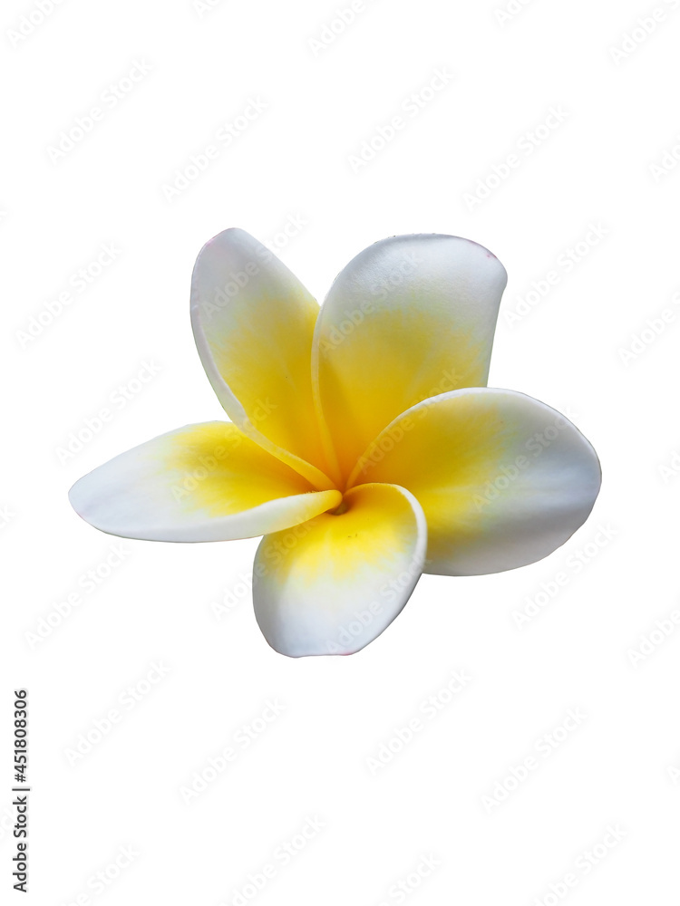 Obraz premium Plumeria, beautiful flowers on a tree in somewhere park in Thailand. Beautiful white plumeria rubra flower isolated on White background