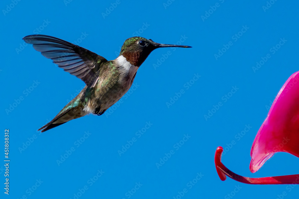 Fototapeta premium RUBY THROATED HUMMINBIRD - 1