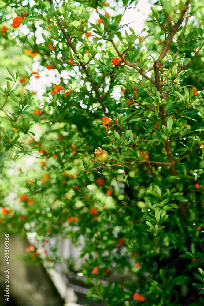 Branches of pomegranate bushes blooming with red flowers