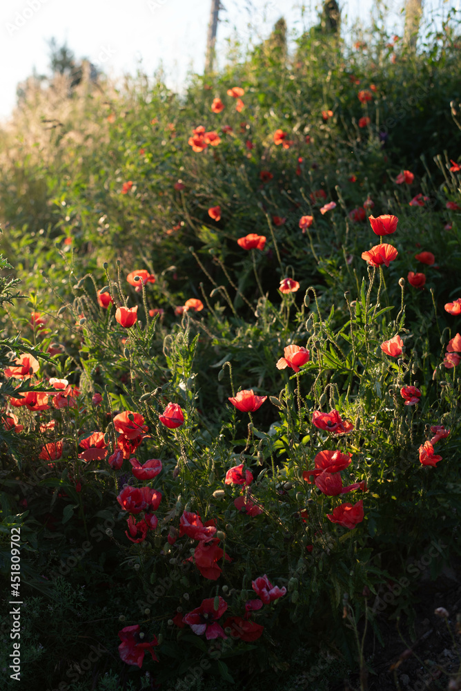 Poppy flowers on the meadow