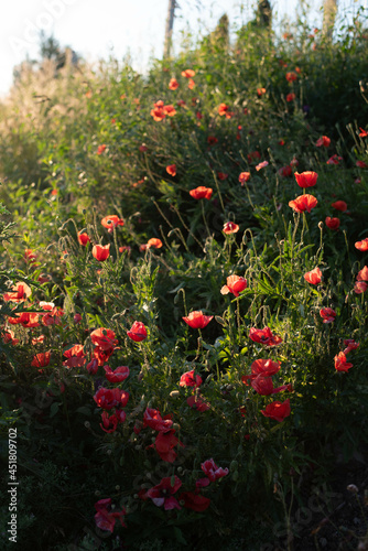 Poppy flowers on the meadow