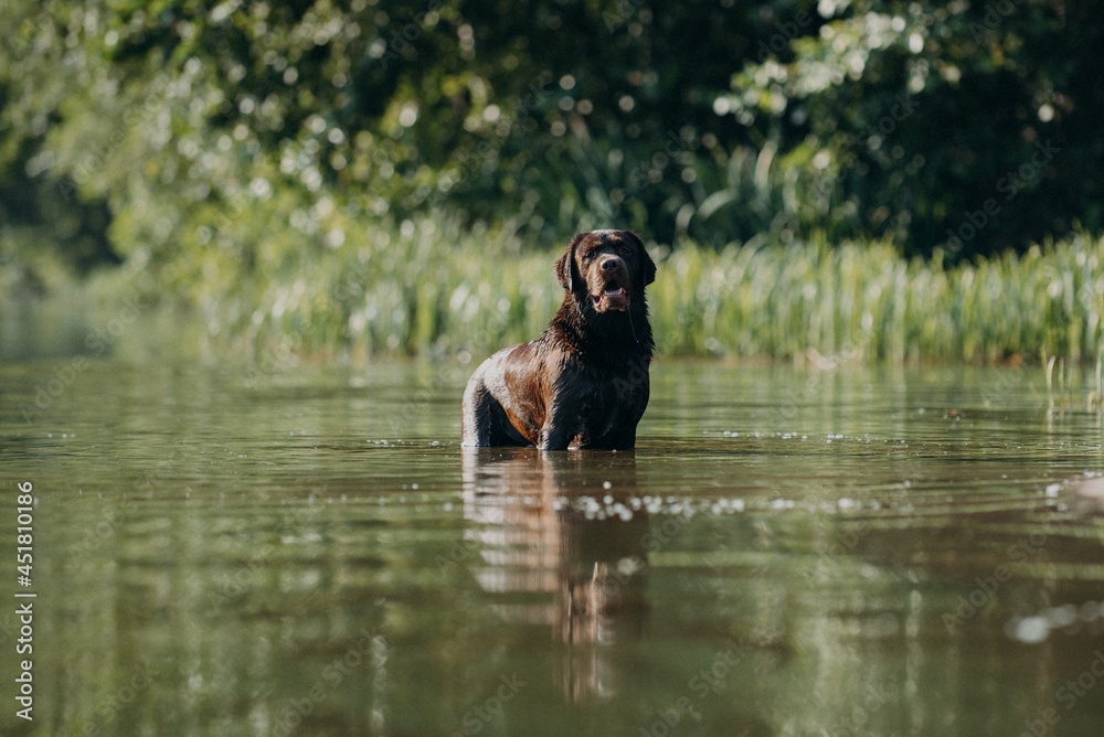 cute chocolate labrador on sunrise in a forest and water pond enjoying jumping and posing cute chocolate labrador on sunrise in a forest and water pond enjoying jumping and posing