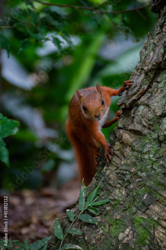 chipmunk in the forest 4