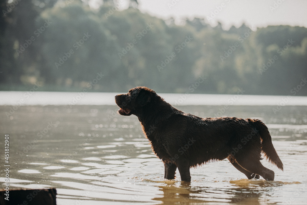 cute chocolate labrador on sunrise in a forest and water pond enjoying jumping and posing cute chocolate labrador on sunrise in a forest and water pond enjoying jumping and posing