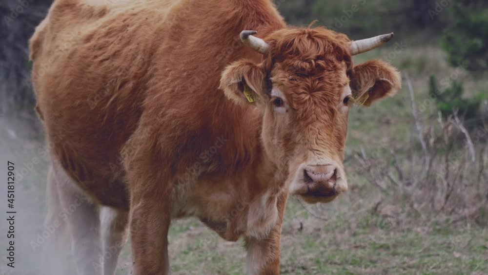 cow on the farm cow on the farm