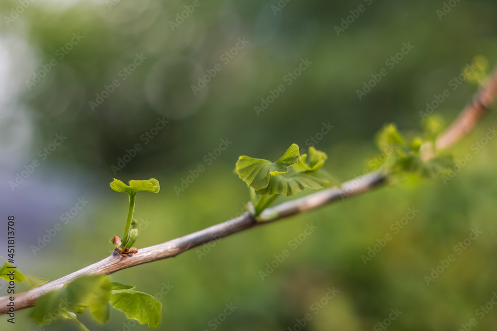 young leaves on branch of ginkgo tree against blurred background young leaves on branch of ginkgo tree against blurred background