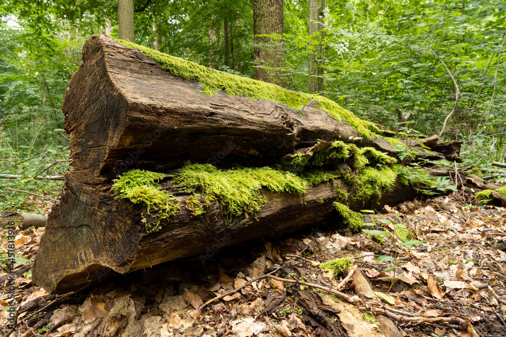 vermoderndes Holz und Baumstümpfe im Wald mit Moos überwachsen