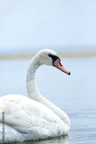 Portrait of swan , closeup photo 