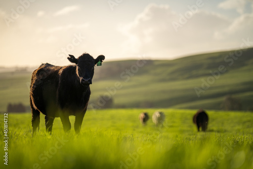 Foto Angus, wagyu and murray grey beef bulls and cows, being grass fed  on a hill in Australia