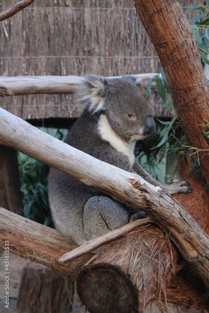 Fototapeta premium Koala in Ballarat Zoo, Australia