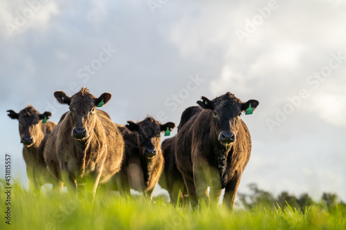 Angus, murray grey and Dairy cows Eating lush green grass in Australia photo