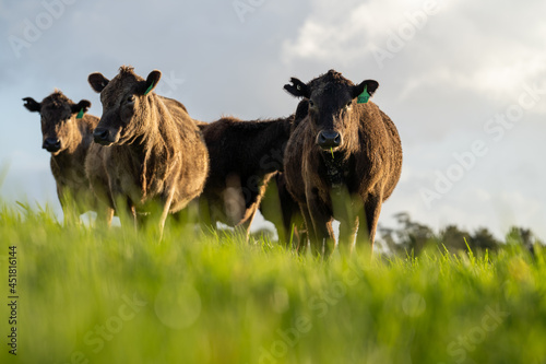 Angus, murray grey and Dairy cows Eating lush green grass in Australia photo