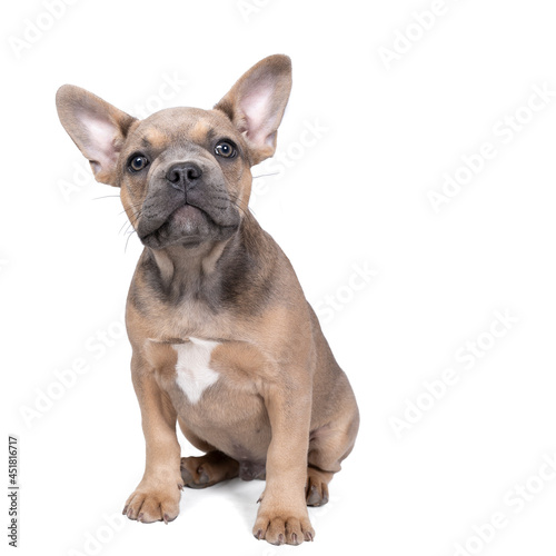Studio shot of an adorable French bulldog puppy sitting on isolated white background looking at the camera with copy space