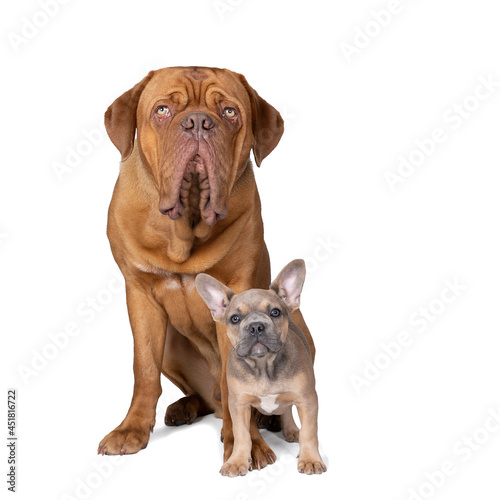 Studio shot of an adorable French bulldog puppy  and a big Bordeaux dog sitting on isolated white background looking at the camera with copy space