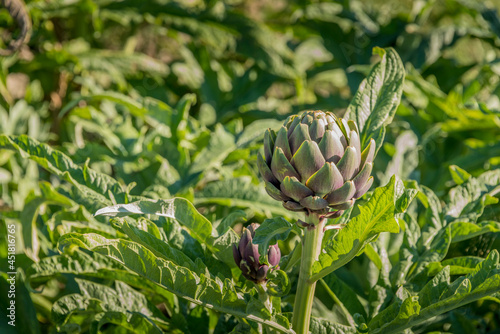 Reportage sur l' Agriculture