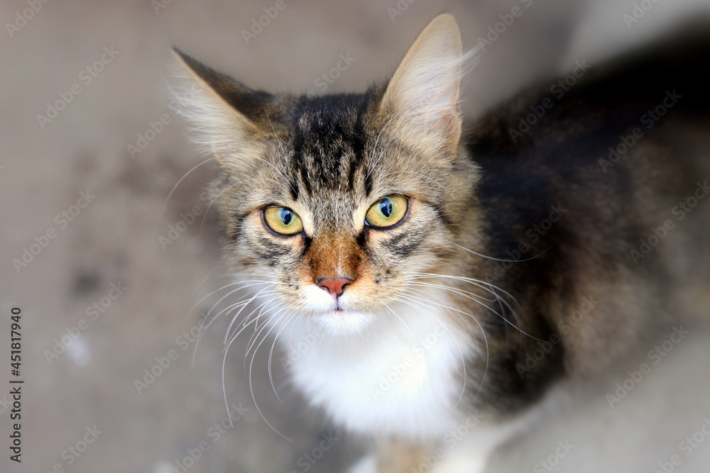 Fototapeta premium cat eyes color cat