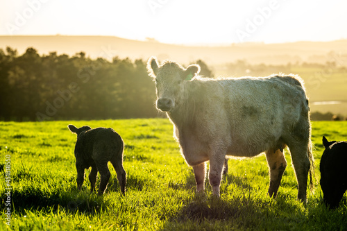 Angus, murray grey and Dairy cows Eating lush green grass in Australia photo