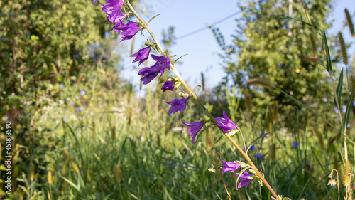 Lilac bell flower close up on the background or a amazing meadow. Herbaceous plants from the Bellflower family (Campanulaceae).  photo