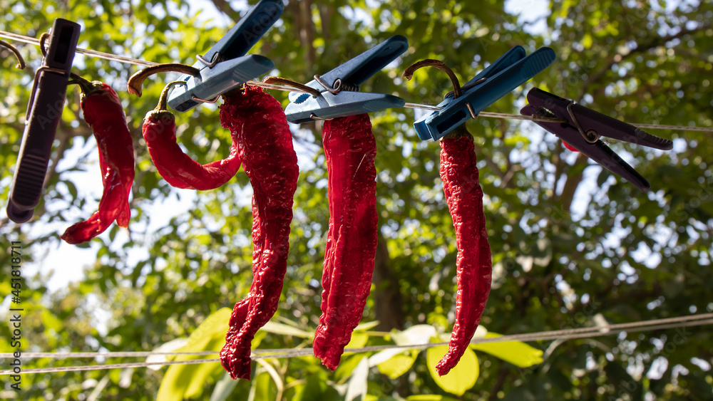 Hanging red fruits of the tropical semi-shrub Capsicum annuum. Red chili pepper.  A spice with a burning taste. Ripe  peppers are dried on clothespins at home.