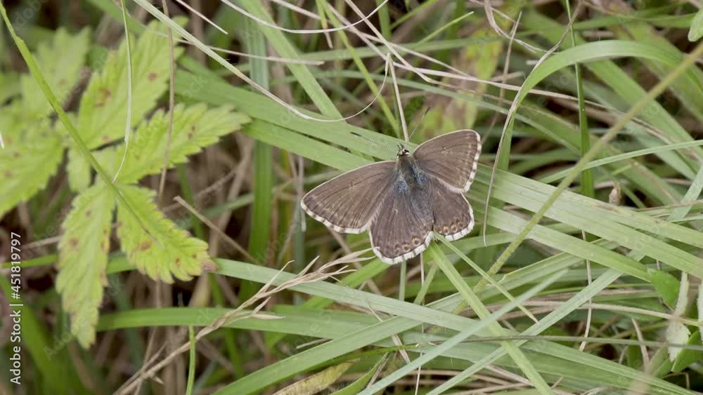 Chalkhill Blue Butterfly Resting Wings Open Chalkhill Blue Butterfly Resting Wings Open