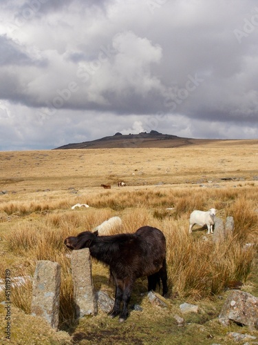 A Dartmoor pony scratching on an old stone gate post