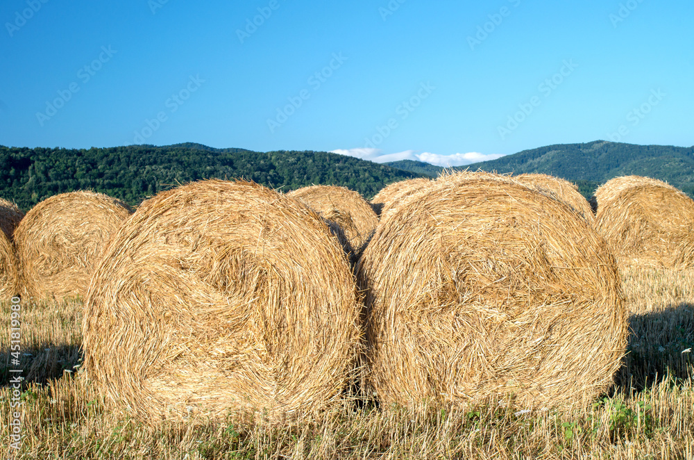 Golden wheat. Harvesting bales of straw in the field. Photo for calendar. Dried hay on rolls in the field. Straw in straw stubble. Large roll of hay. Straw ball.