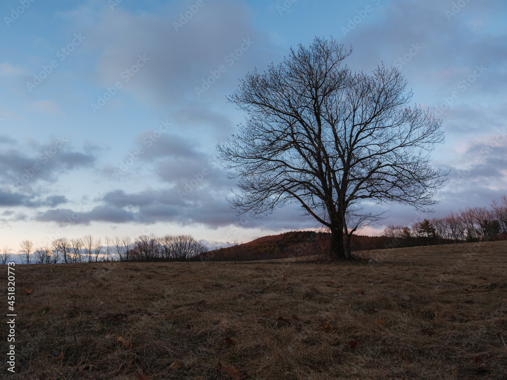 A tree in a field in front of Mount Watatic in Ashburnham Massachusetts A tree in a field in front of Mount Watatic in Ashburnham Massachusetts