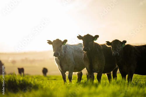 Angus, murray grey and Dairy cows Eating lush green grass in Australia photo