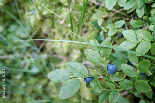 Ripe, tasty blueberries on the bushes in the forest. Harvest of Vaccinium myrtillus berries.