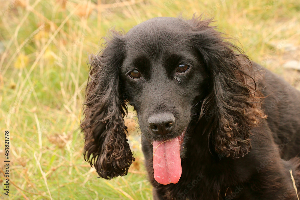 A working Cocker Spaniel gun dog. Grassland in the background. The dog has black fur.