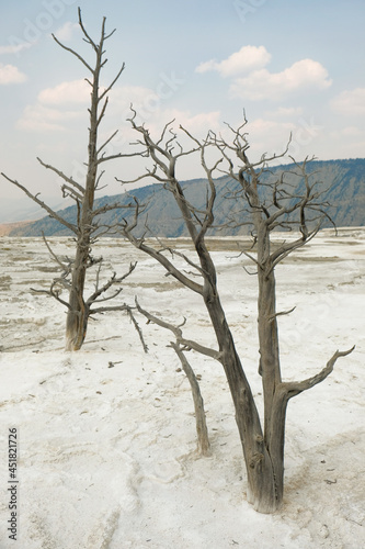 Dead trees near hot springs in Yellowstone National Park in Wyoming, USA