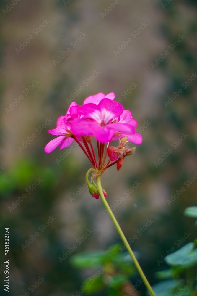 bright pink flower in the garden