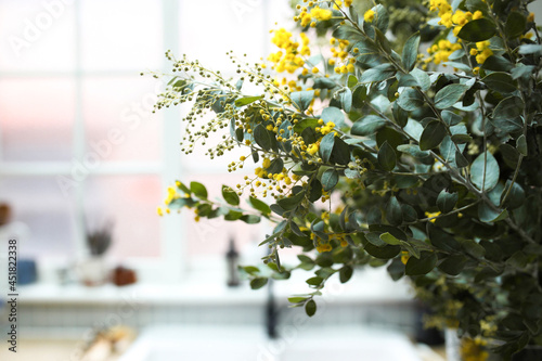 Side view shot of a Golden wattle placed on the kitchen table top near the window. photo