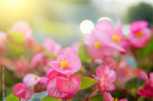Close up of bright pink begonia flowers background during sunrise. Abstract composition. Environment. Nature inspired. Home gardening © Katecat