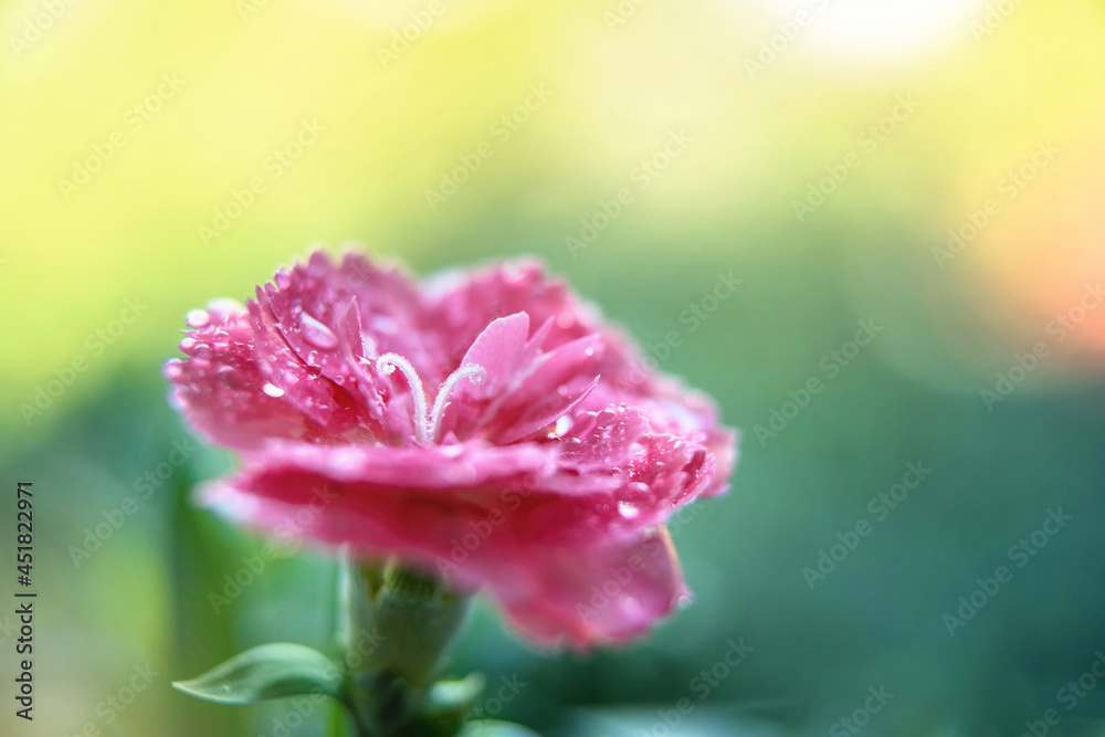 Close up of single pink carntaion flower with water drops in morning hours. Gardening concept. Elements of nature Close up of single pink carntaion flower with water drops in morning hours. Gardening concept. Elements of nature