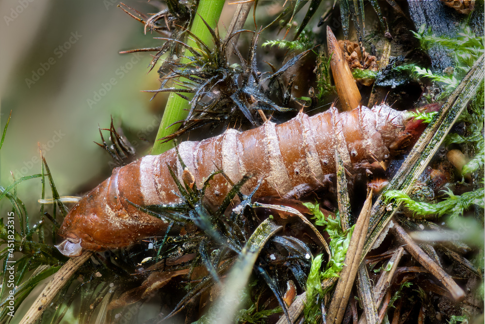 Close-up of an empty moth pupae shell between moss and pine needles
