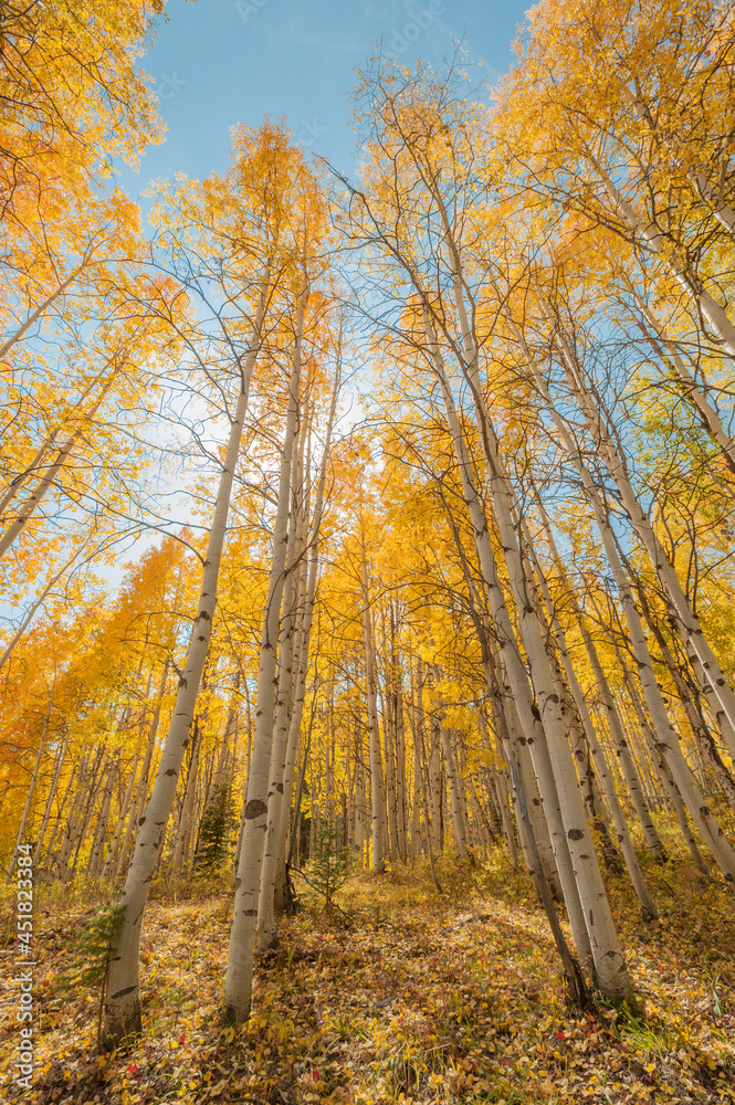 Towering Yellow Aspen Forest