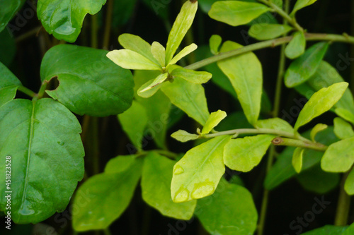 Wallpaper Mural Background of little green plants. Good for nature concept Torontodigital.ca
