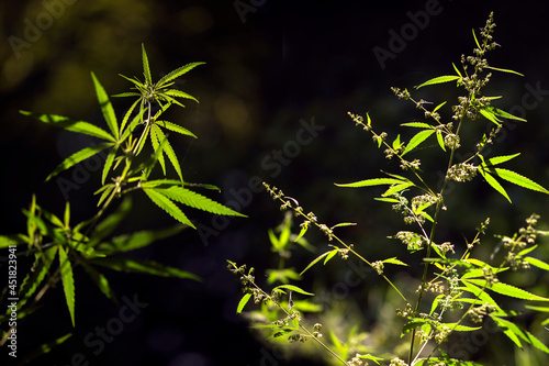 Forest hygrophilous and shade-tolerant species.Green leaves glow in the sun.The backlit, evening light hemp leaves.Extremely sweet pictures for drug addicts.