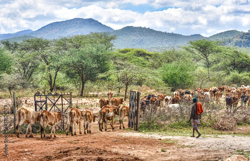 A Maasai herder move his cattle through a gate to new grazing areas.    photo