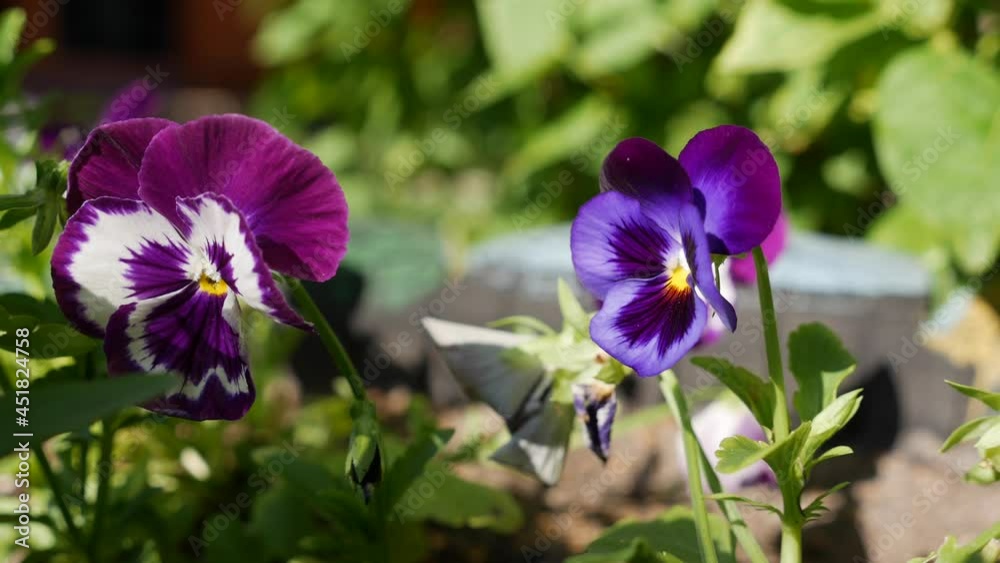 Flower Bed with pansies of different colors. Viola wittrockiana flowers in a garden are moving in wind. Closeup Flower Bed with pansies of different colors. Viola wittrockiana flowers in a garden are moving in wind. Closeup