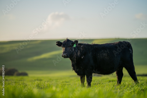 Angus, wagyu and murray grey beef bulls and cows, being grass fed  on a hill in Australia. photo