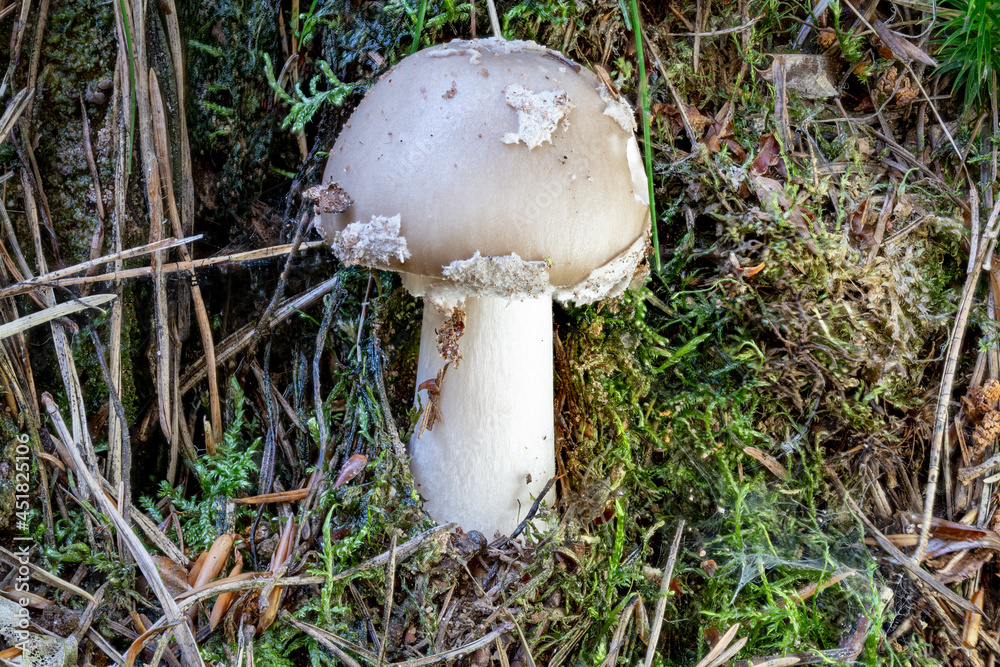 Close up of a agaric mushroom between pine needles and grass
Close up of a agaric mushroom between pine needles and grass