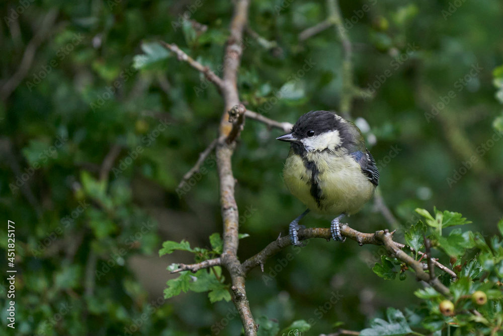 Fototapeta premium Great Tit (Paris major) perched in a tree at Langford Lakes Nature Reserve in Wiltshire, England, United Kingdom 