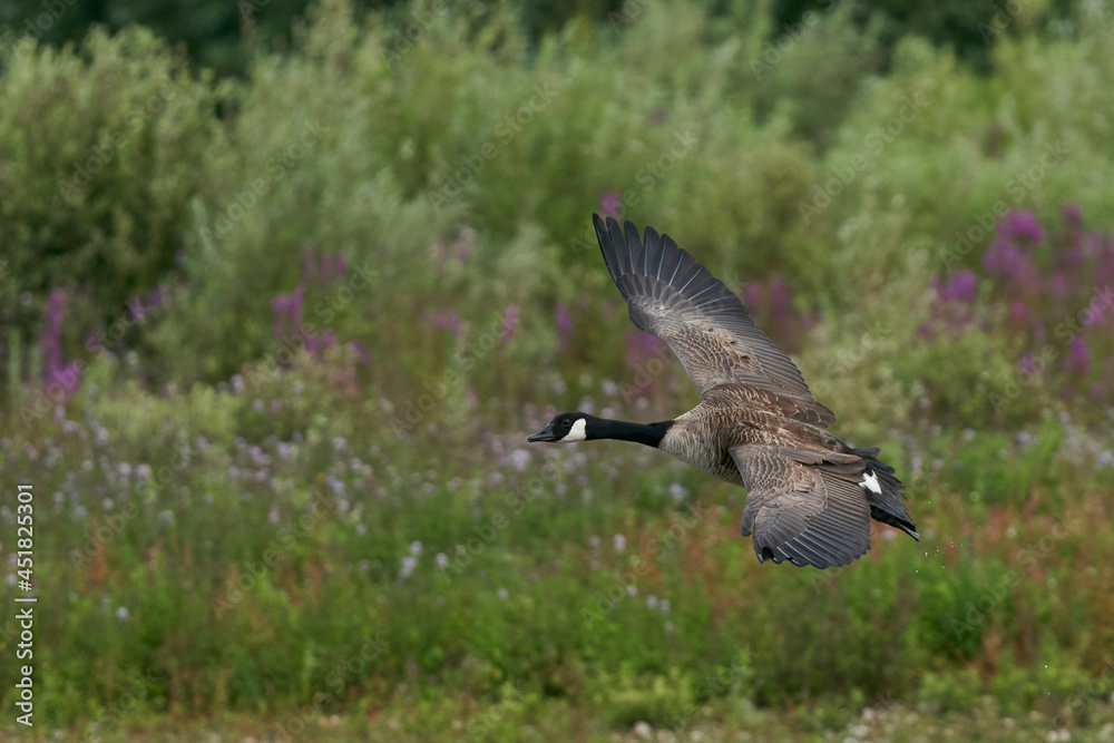 Obraz premium Canada Goose (Branta canadensis) coming in to land on a lake at Langford Lakes Nature Reserve in Wiltshire, England, United Kingdom
