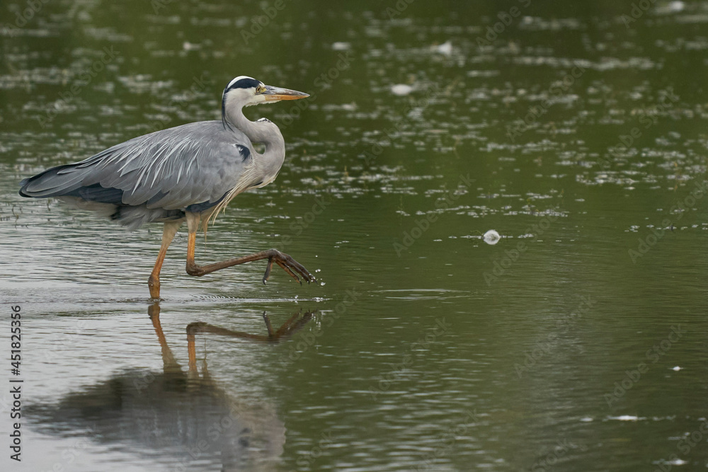 Grey Heron (Ardea cinerea) hunting in a shallow lake at Langford Lakes Nature Reserve in Wiltshire, England, United Kingdom Grey Heron (Ardea cinerea) hunting in a shallow lake at Langford Lakes Nature Reserve in Wiltshire, England, United Kingdom